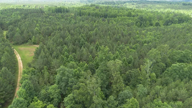 a view of a forest with a houses