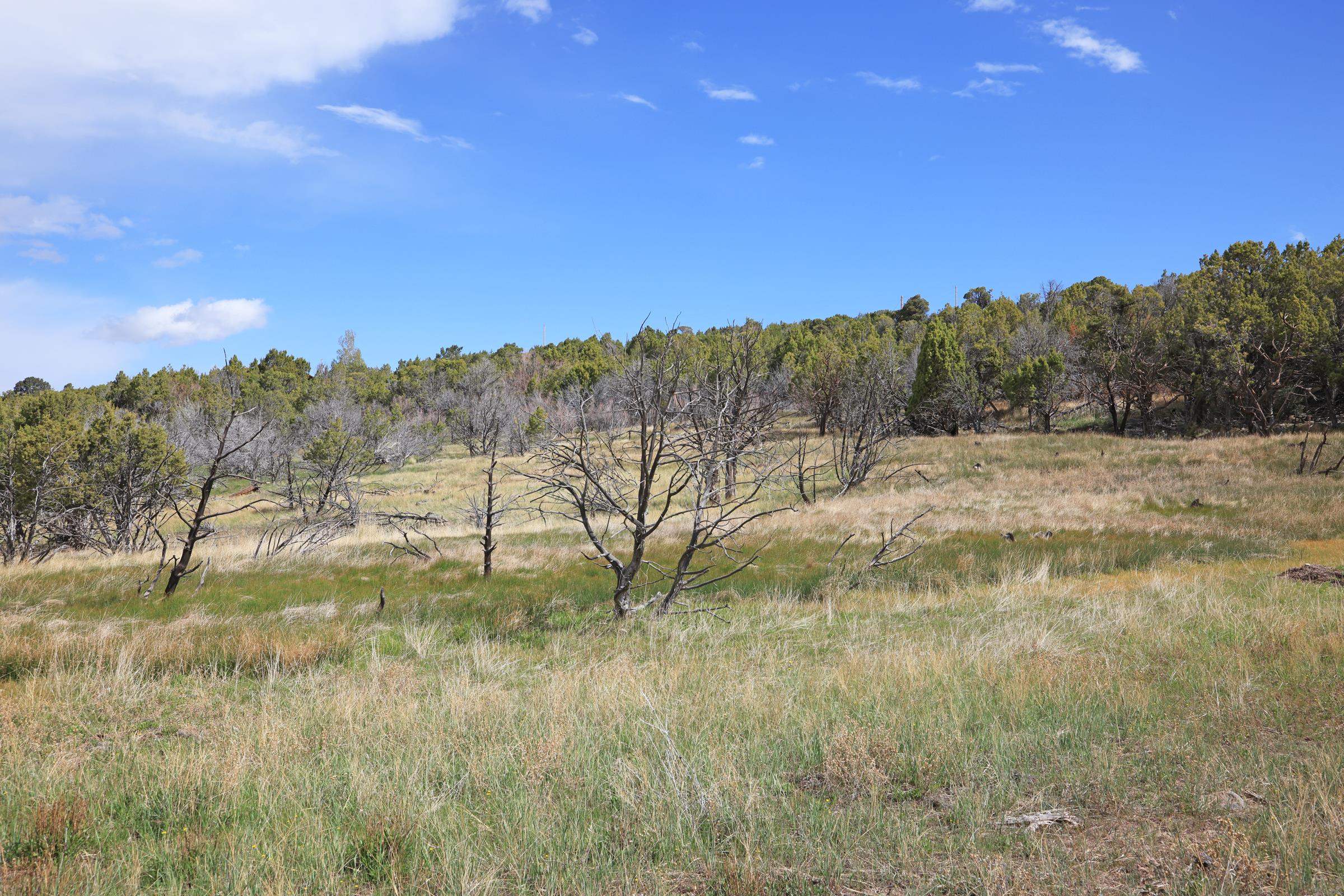 12705 55 Road Collbran, CO 81624 - Photo 10 of 31 a view of a yard with a tree