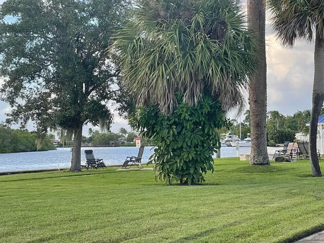 a view of a garden with palm tree
