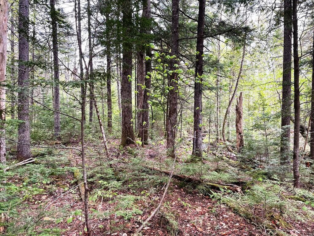 Lot #7 Hammond Brook Road Monson, ME 04464 - Photo 5 of 16