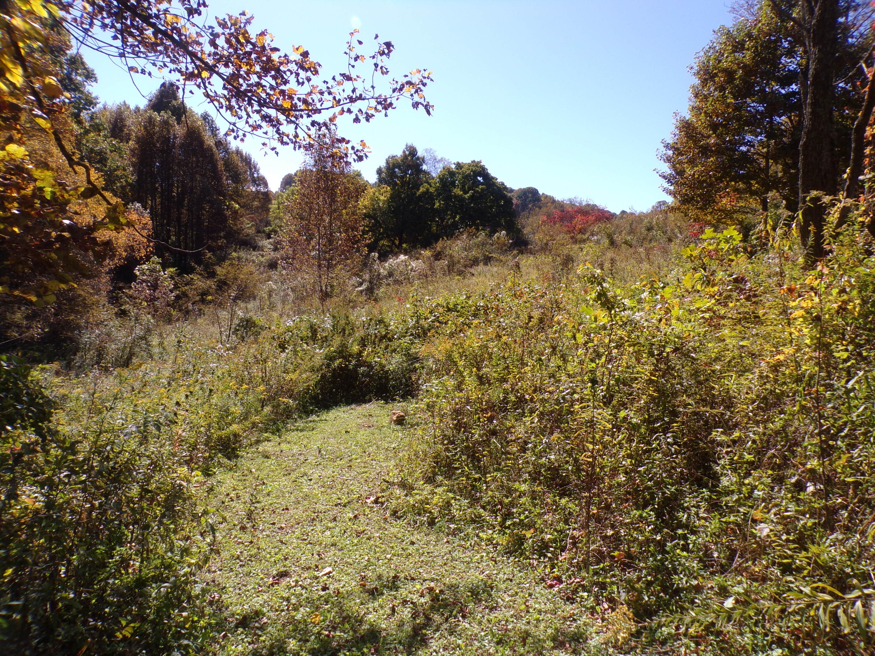 658 Hopper Road Shady Valley, TN 37688 - Photo 56 of 66 103_6502