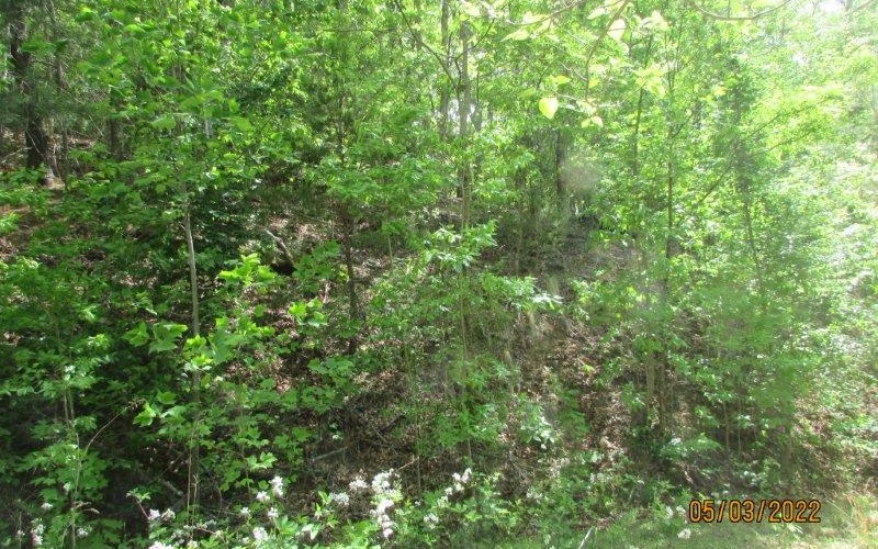 Additional View