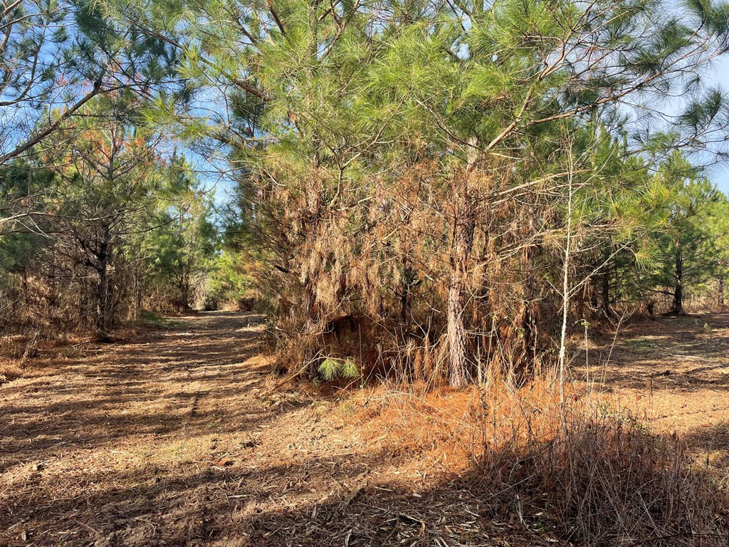 Tbt Douglas Swamp Road Lynchburg, SC 29080 - Photo 2 of 18 Gallery Image 2