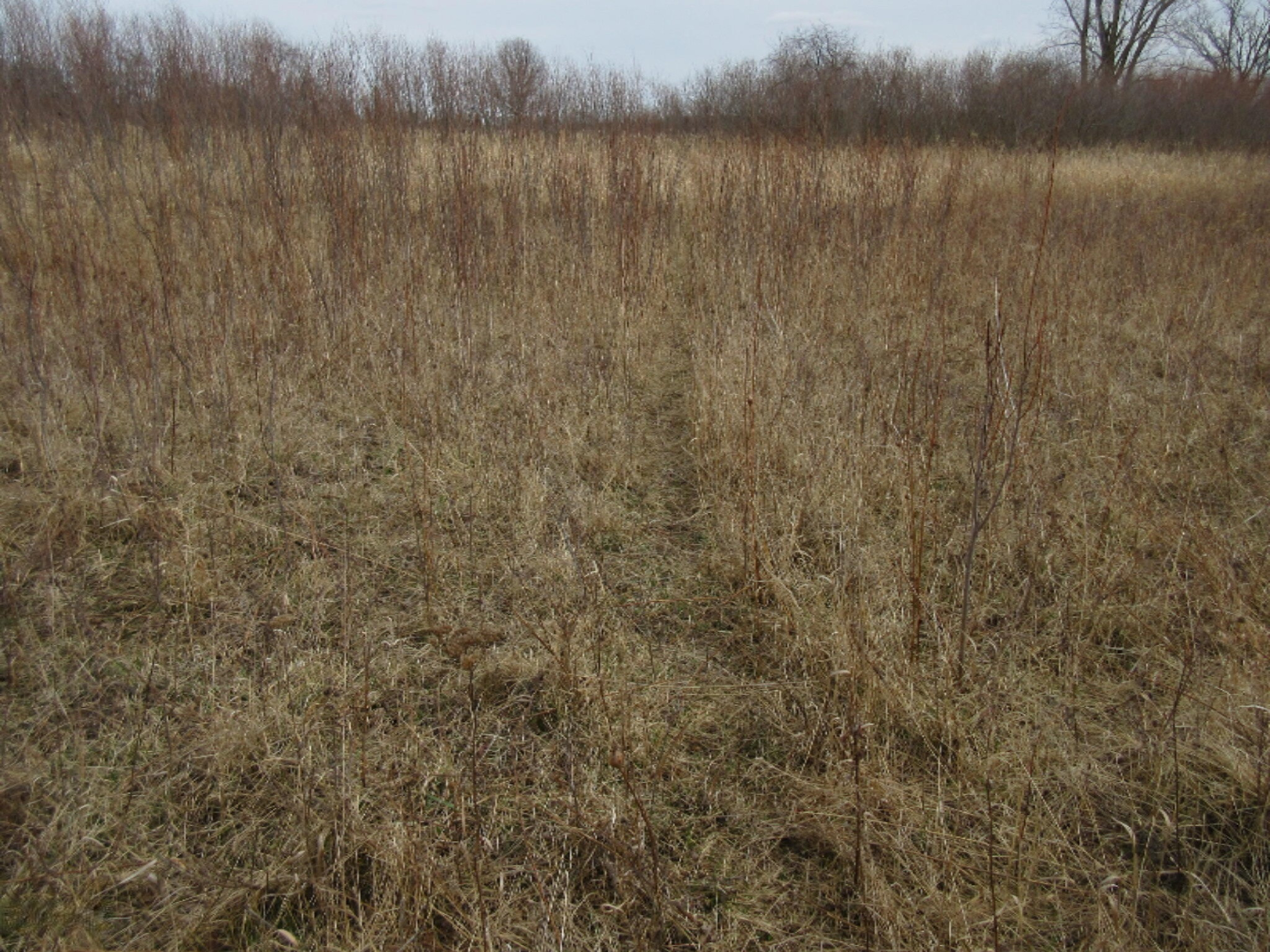Almy Road Lakeview, MI 48850 - Photo 23 of 73 IMG_8937