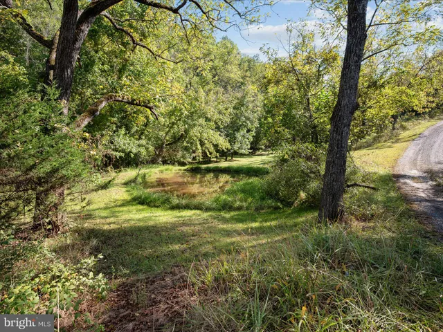a view of a forest with a tree