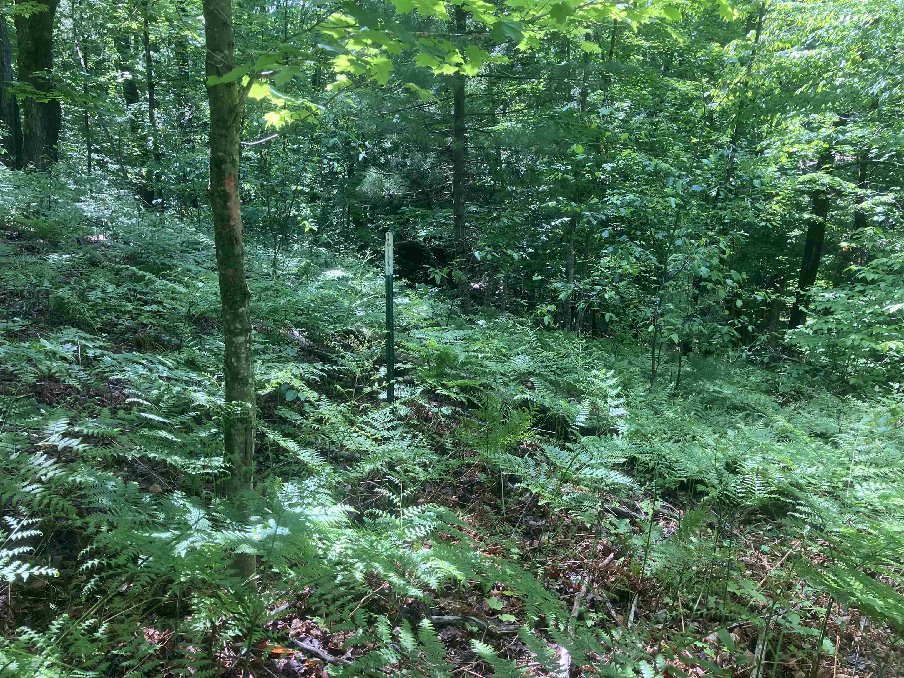 Tbd Dorman Road Northeast Kalkaska, MI 49646 - Photo 2 of 14