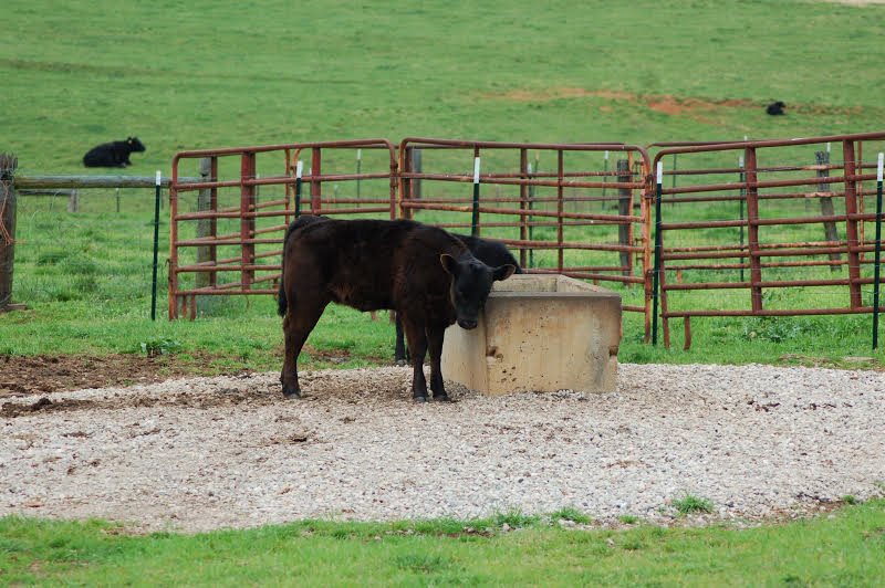 1195 Pleasant School Road Gaffney, SC 29341 - Photo 24 of 33