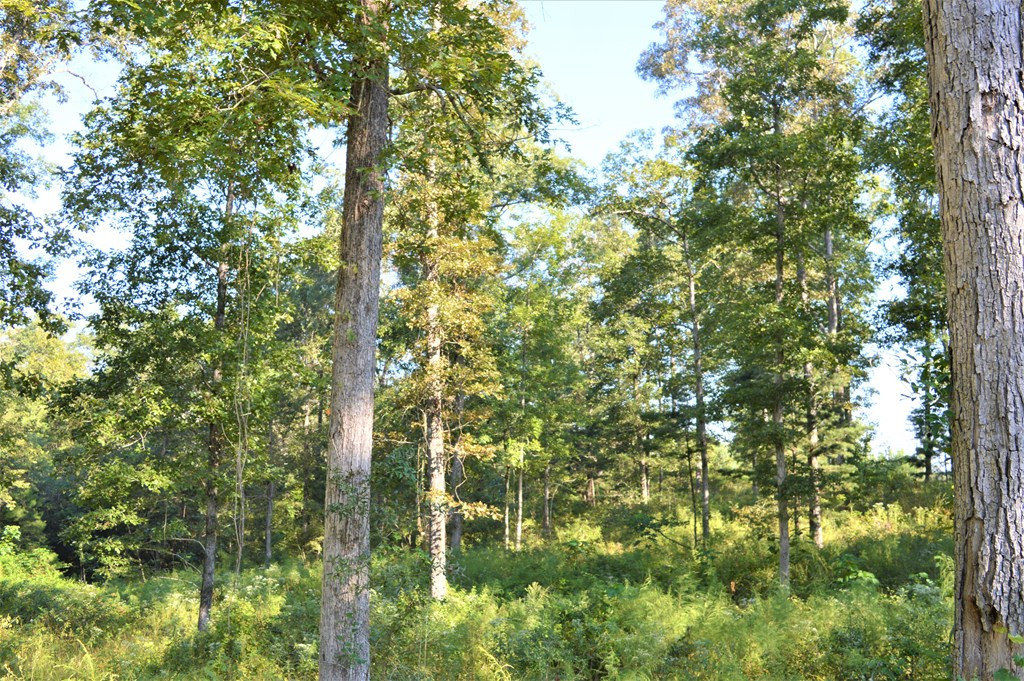 ... Ld White Rd Summit Summit, MS 39666 - Photo 3 of 16 Photo 3