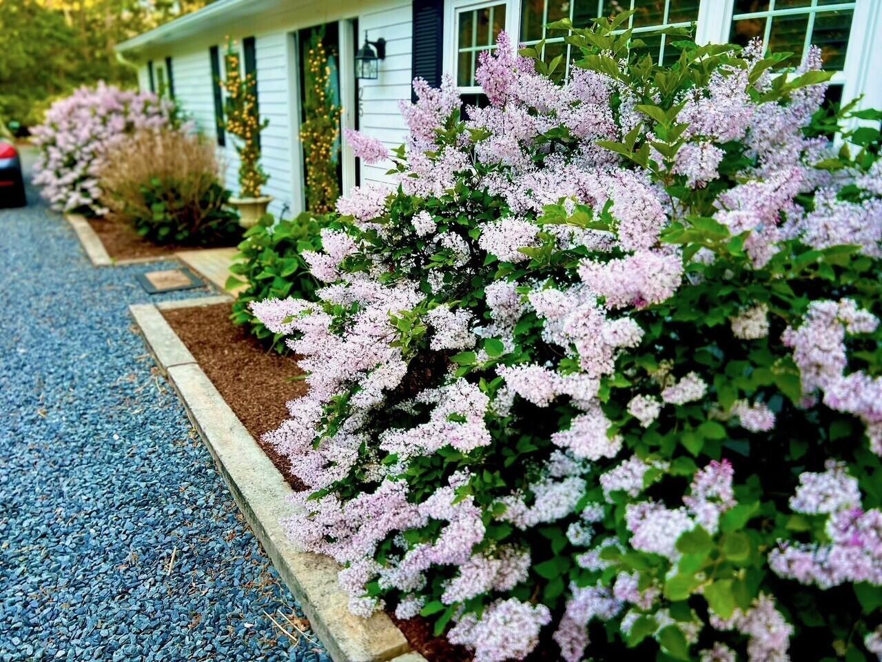 25 Frances Helen Road Yarmouth Port, MA 02675 - Photo 45 of 52 frontyard2