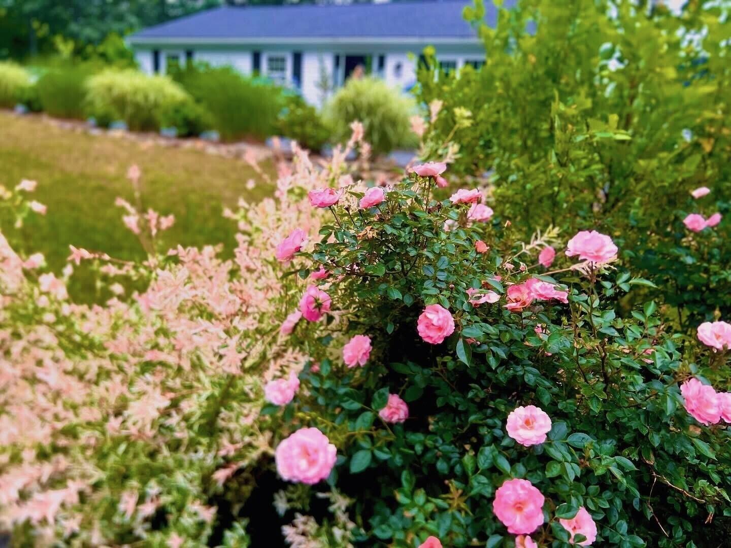 25 Frances Helen Road Yarmouth Port, MA 02675 - Photo 46 of 52 frontyard3