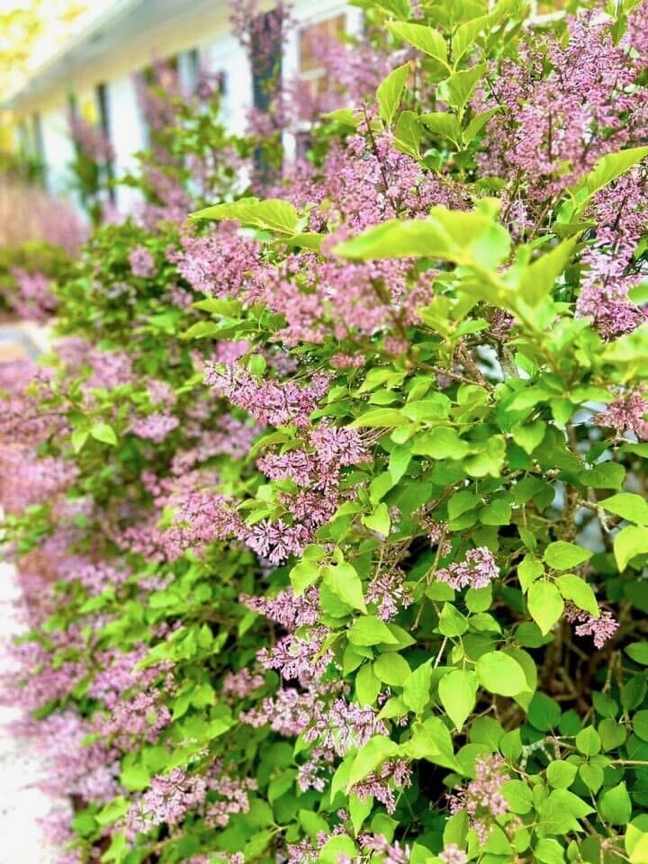 25 Frances Helen Road Yarmouth Port, MA 02675 - Photo 47 of 52 frontyard1