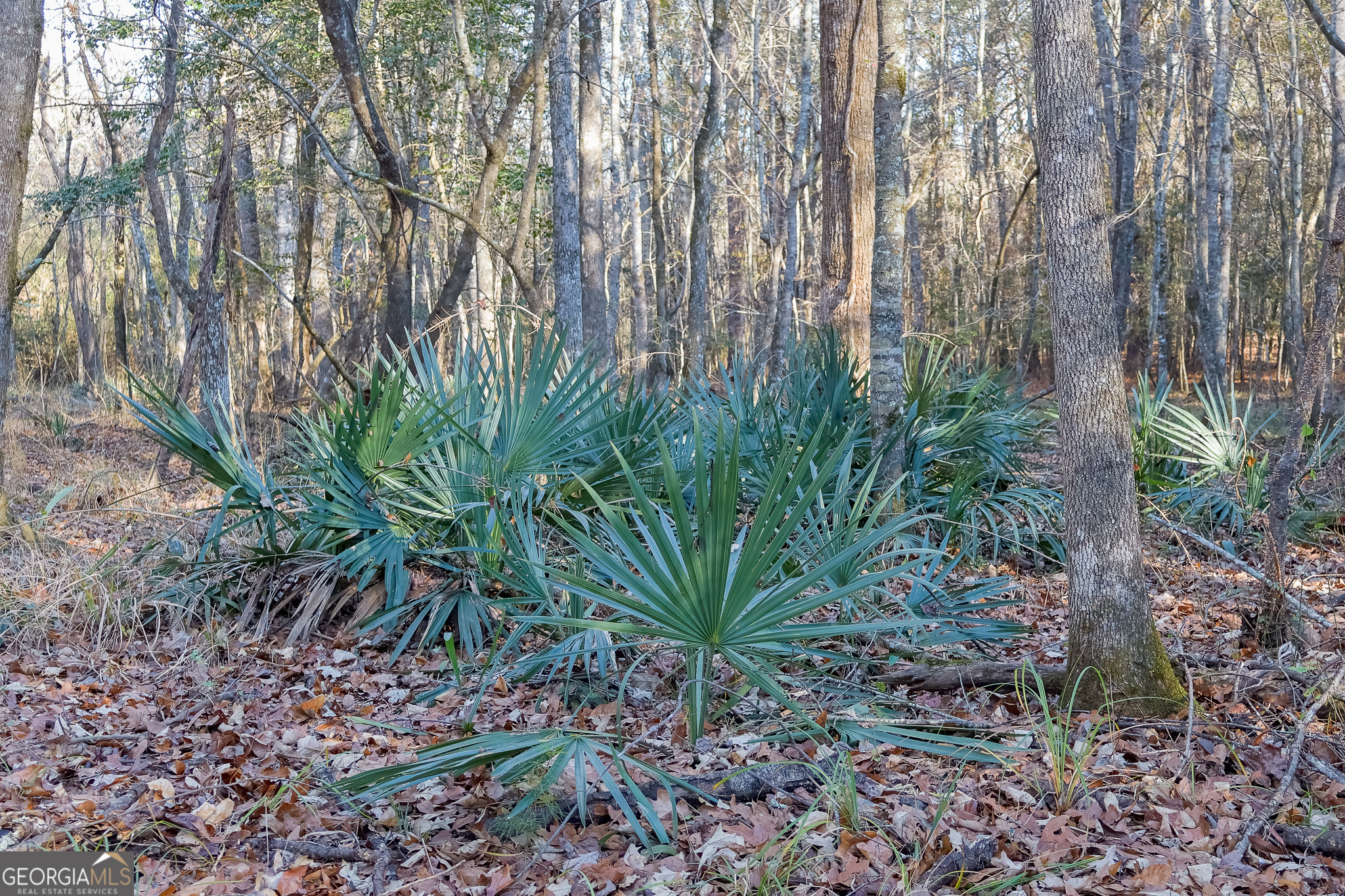 0 Limestone Road Cochran, GA 31014 - Photo 11 of 43 a plant is in a garden