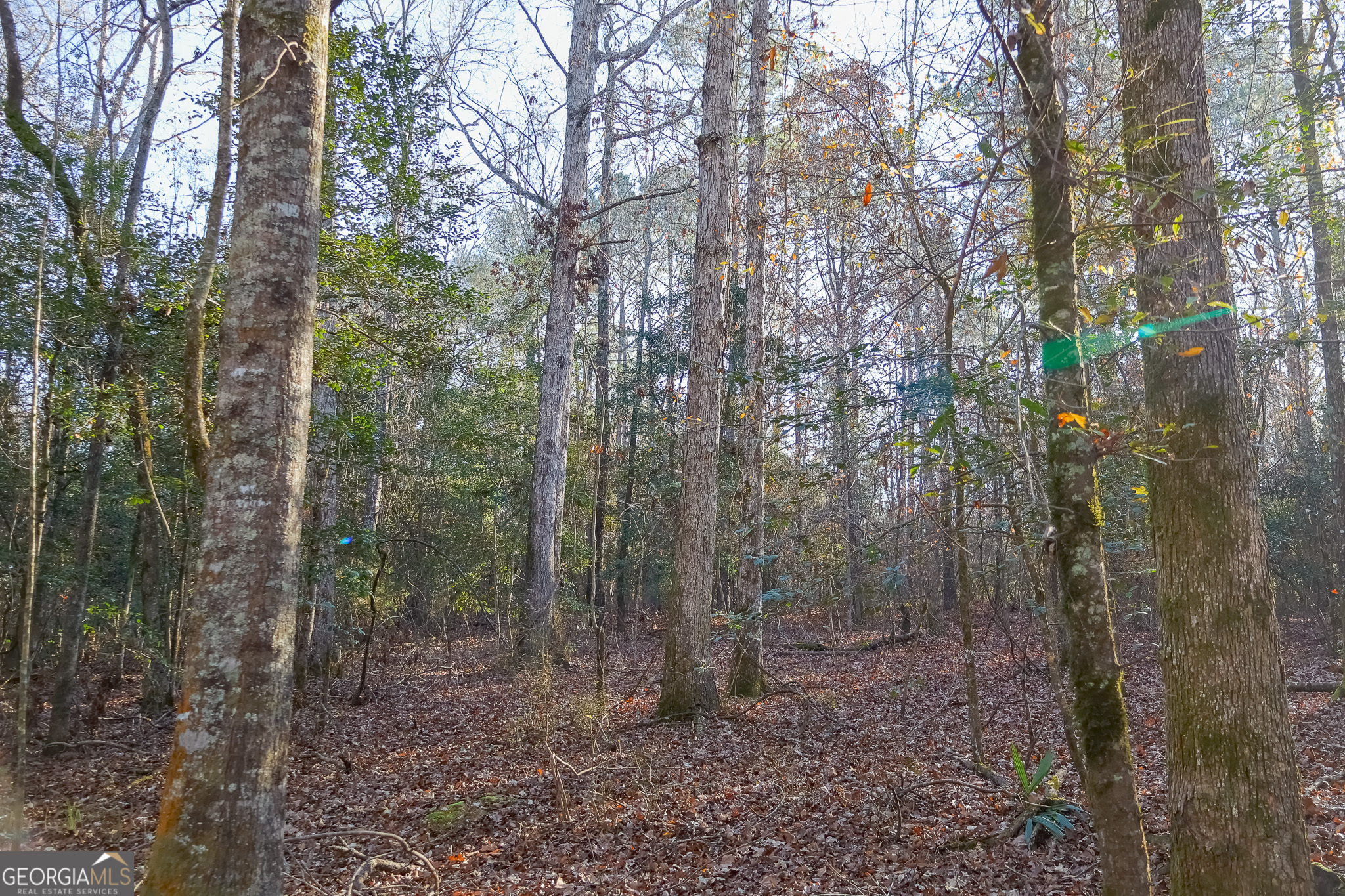 0 Limestone Road Cochran, GA 31014 - Photo 12 of 43 a view of a forest with trees