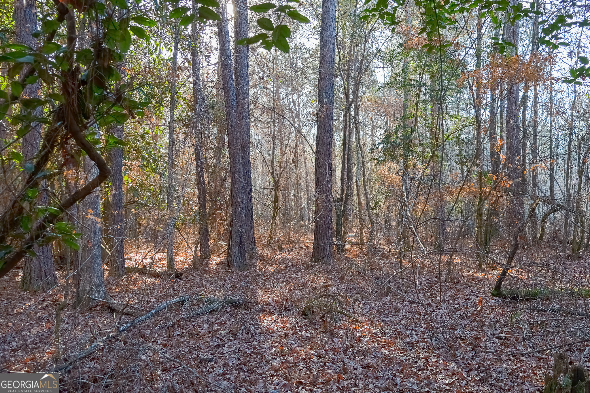 0 Limestone Road Cochran, GA 31014 - Photo 13 of 43 a view of forest
