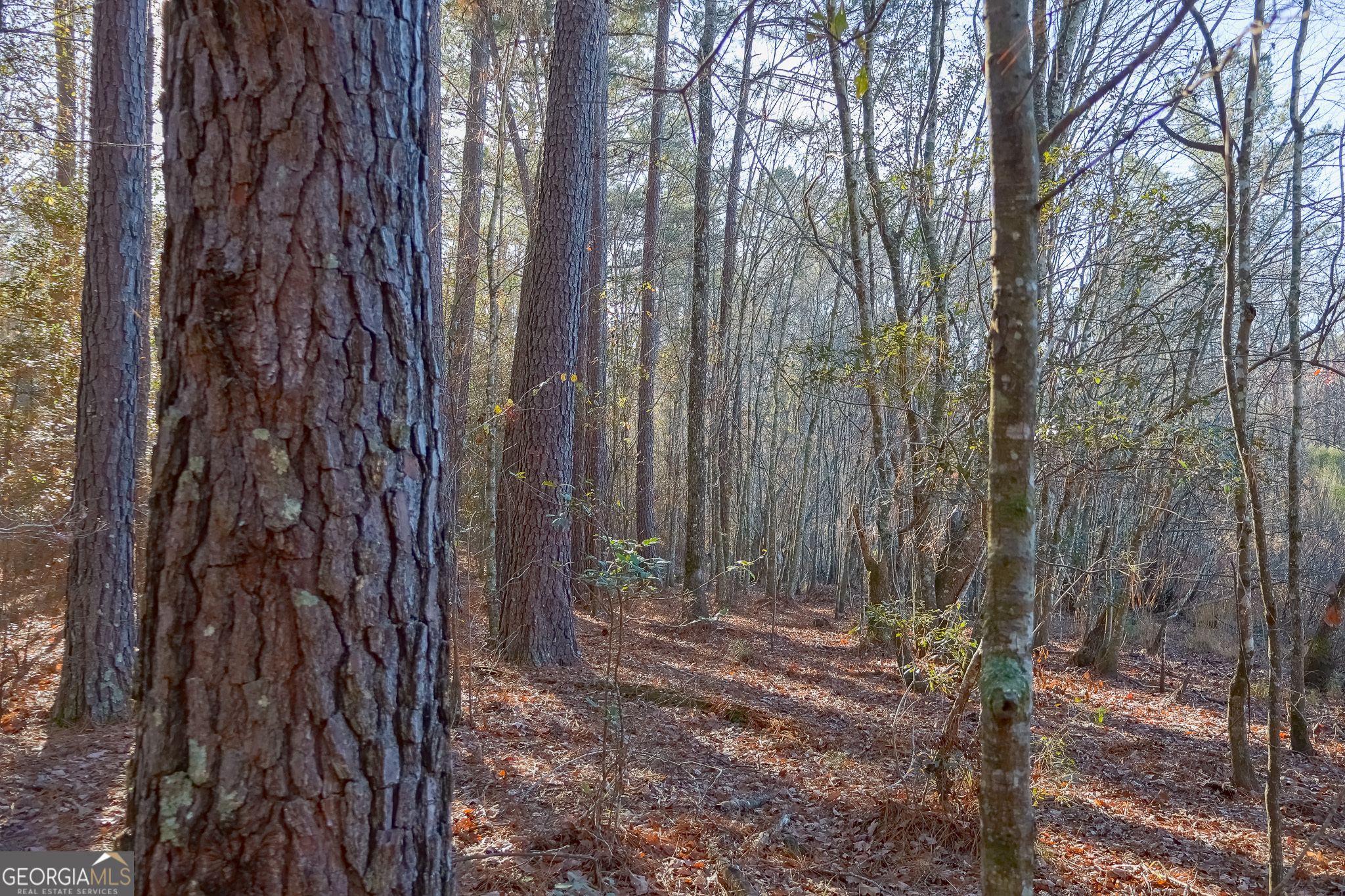 0 Limestone Road Cochran, GA 31014 - Photo 14 of 43 a view of a yard with trees