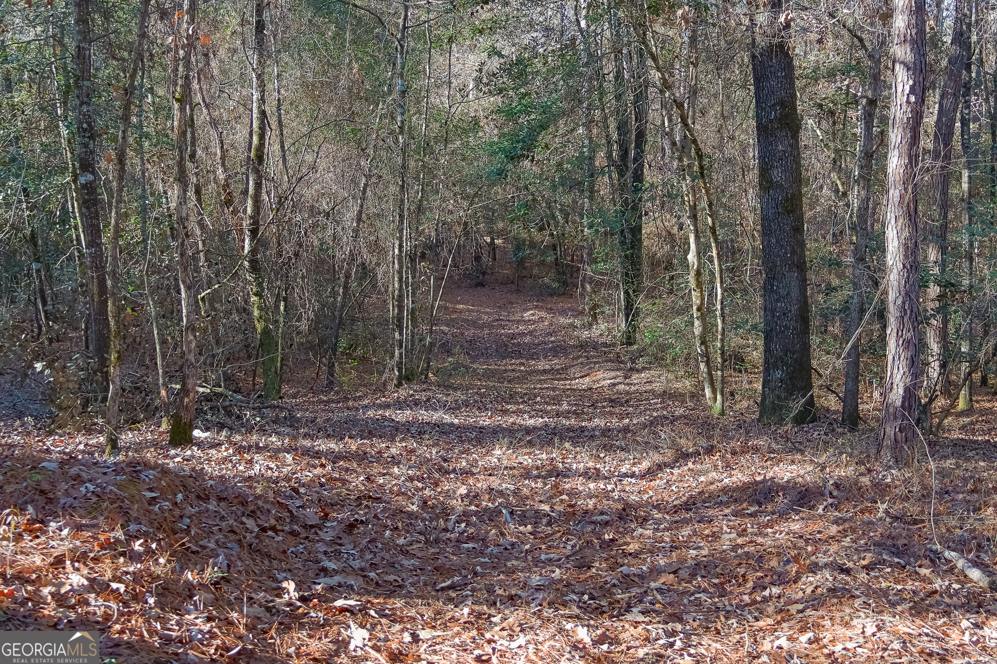 0 Limestone Road Cochran, GA 31014 - Photo 16 of 43 a view of a forest with trees