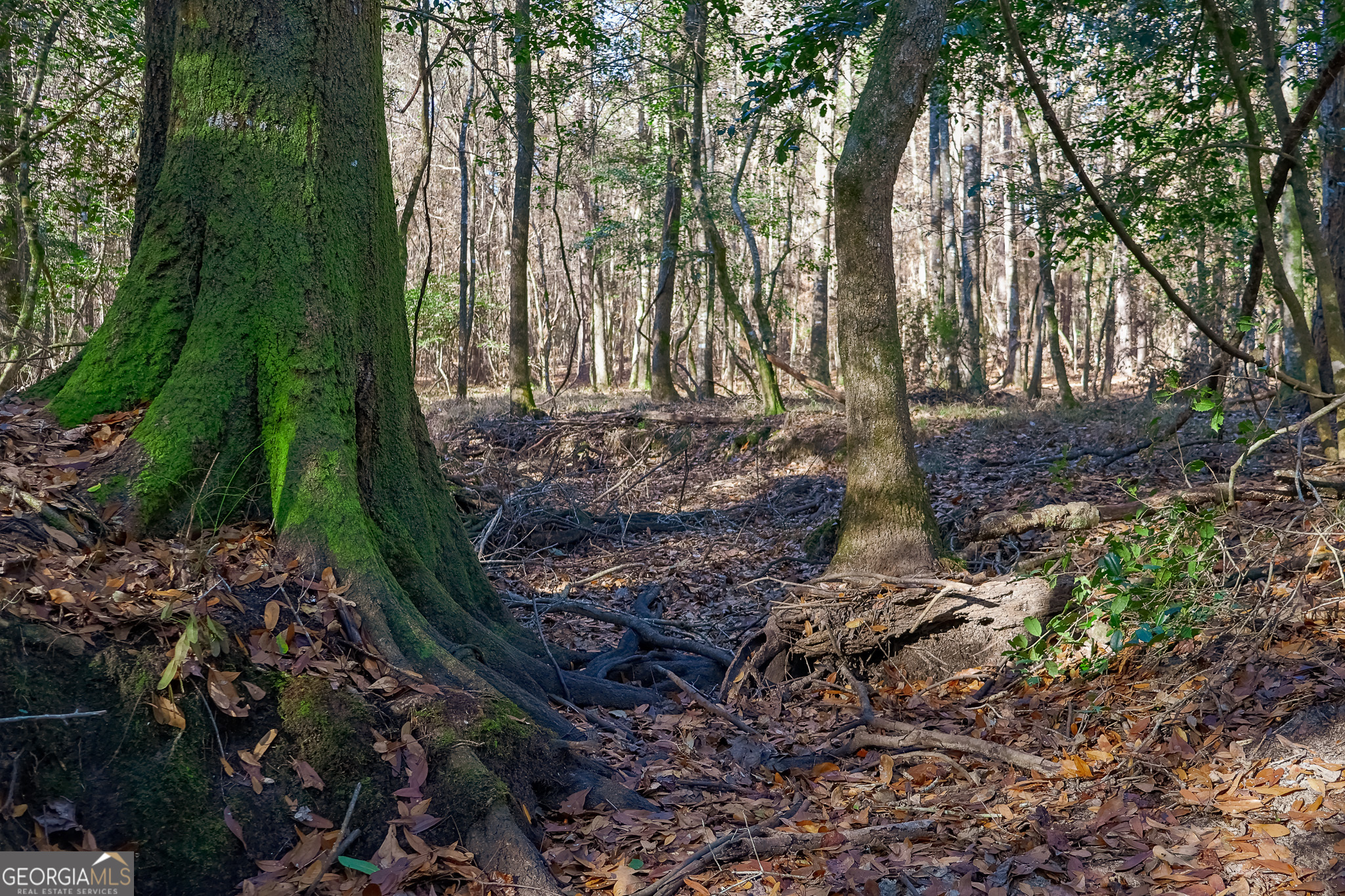 0 Limestone Road Cochran, GA 31014 - Photo 20 of 43 a view of a yard with large trees
