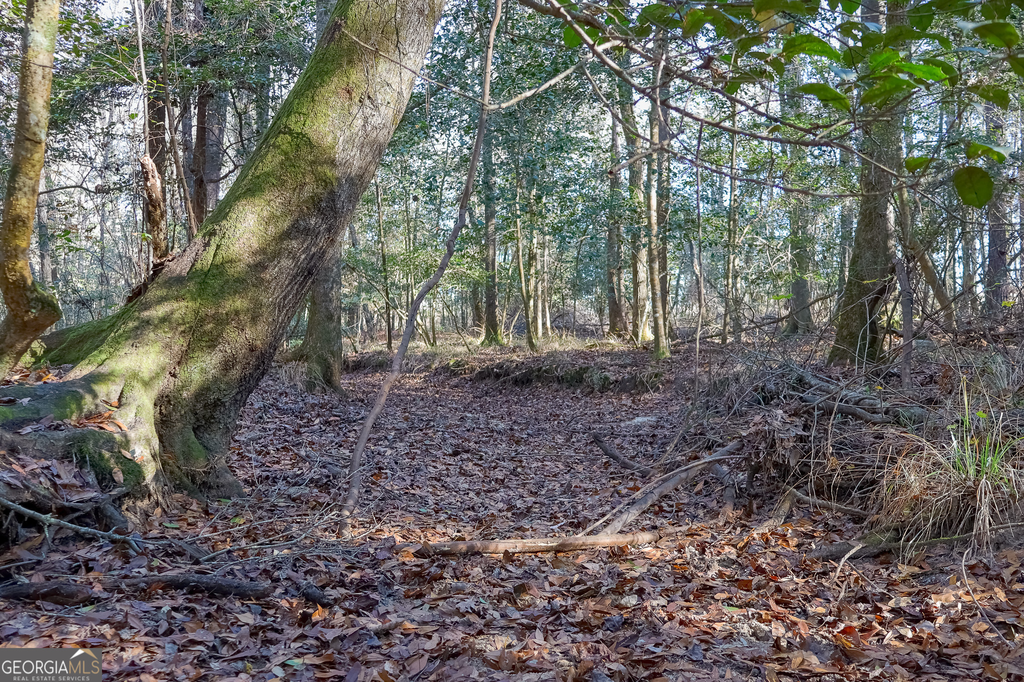 0 Limestone Road Cochran, GA 31014 - Photo 21 of 43 a view of a yard with plants and trees