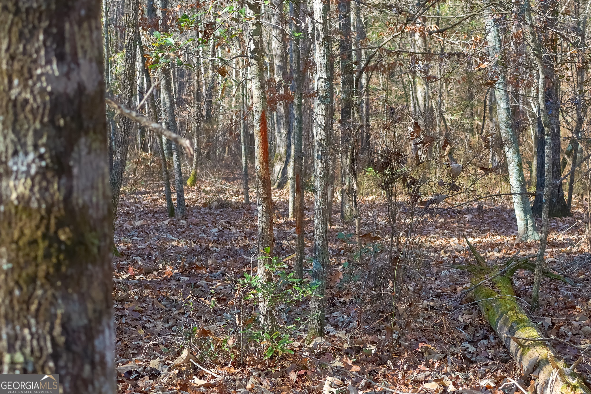 0 Limestone Road Cochran, GA 31014 - Photo 23 of 43 a view of a yard