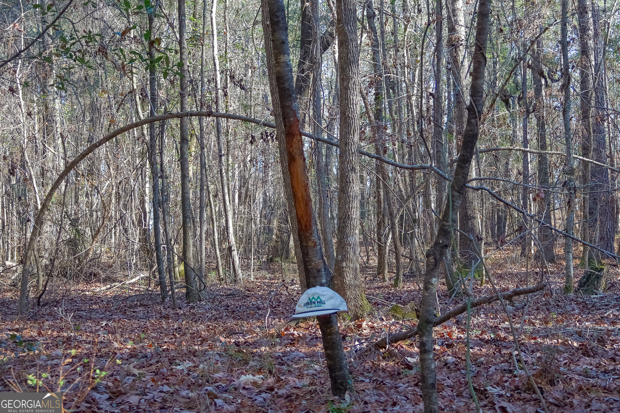 0 Limestone Road Cochran, GA 31014 - Photo 25 of 43 a view of a backyard with plants and a trees
