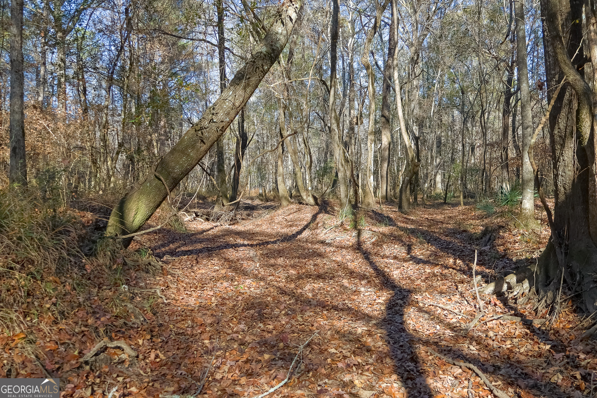 0 Limestone Road Cochran, GA 31014 - Photo 26 of 43 a view of a tree in the middle of a yard