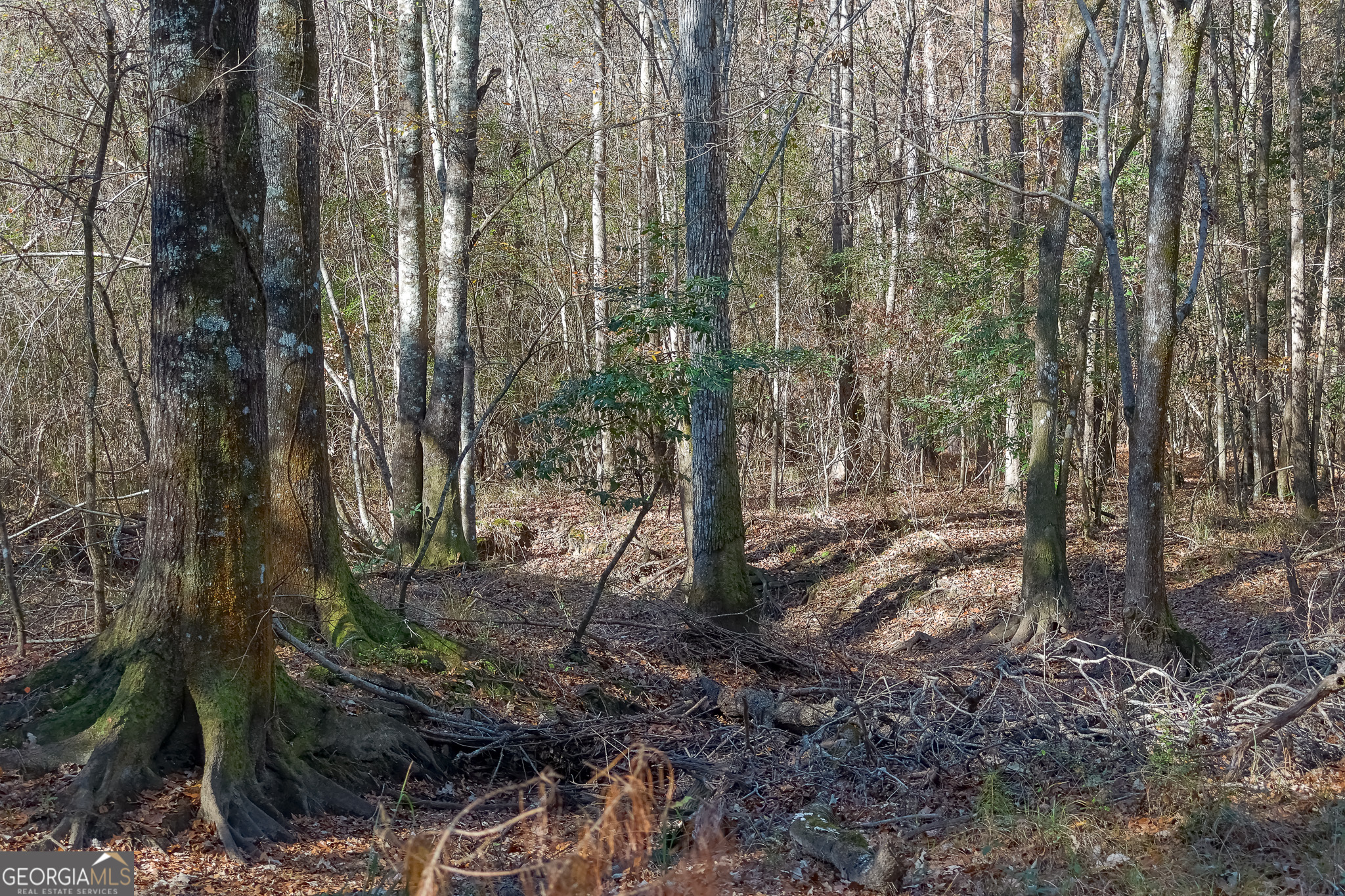 0 Limestone Road Cochran, GA 31014 - Photo 28 of 43 a view of forest