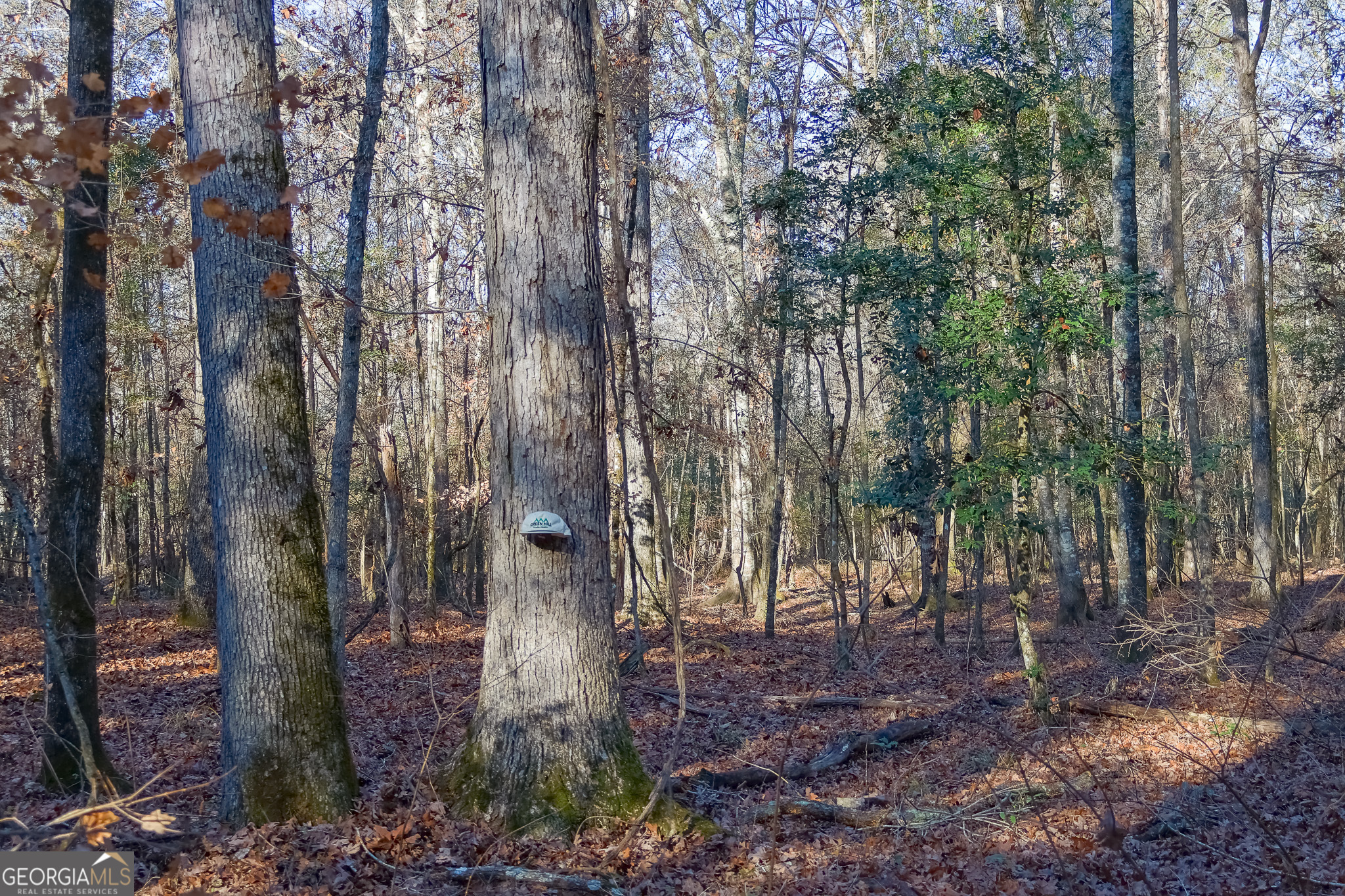 0 Limestone Road Cochran, GA 31014 - Photo 3 of 43 a view of a forest with trees