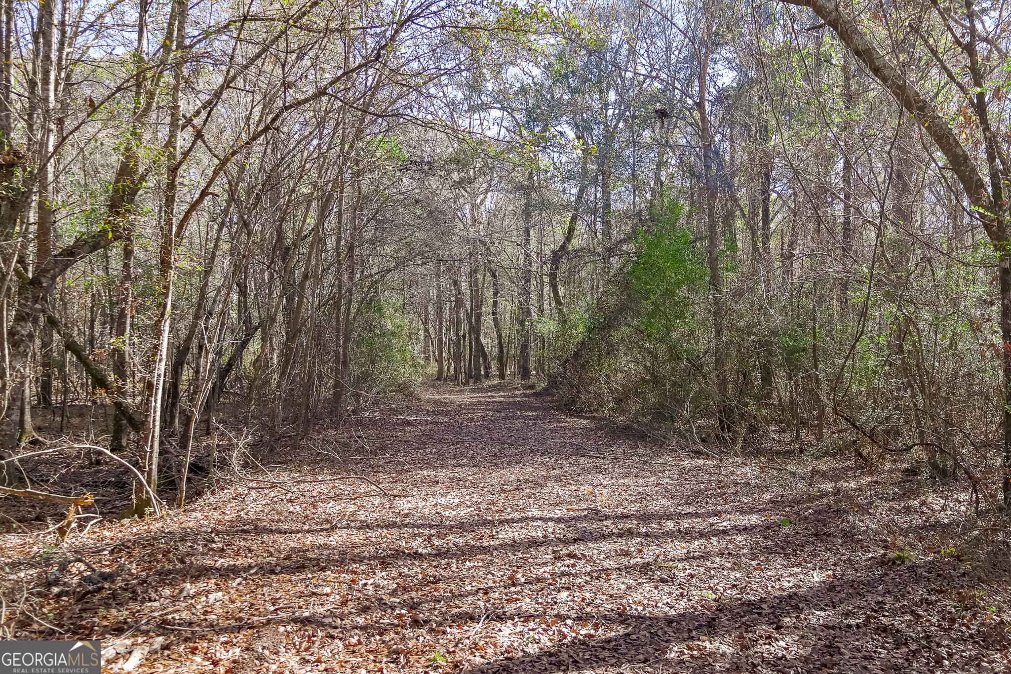 0 Limestone Road Cochran, GA 31014 - Photo 31 of 43 a view of a forest with trees in the background