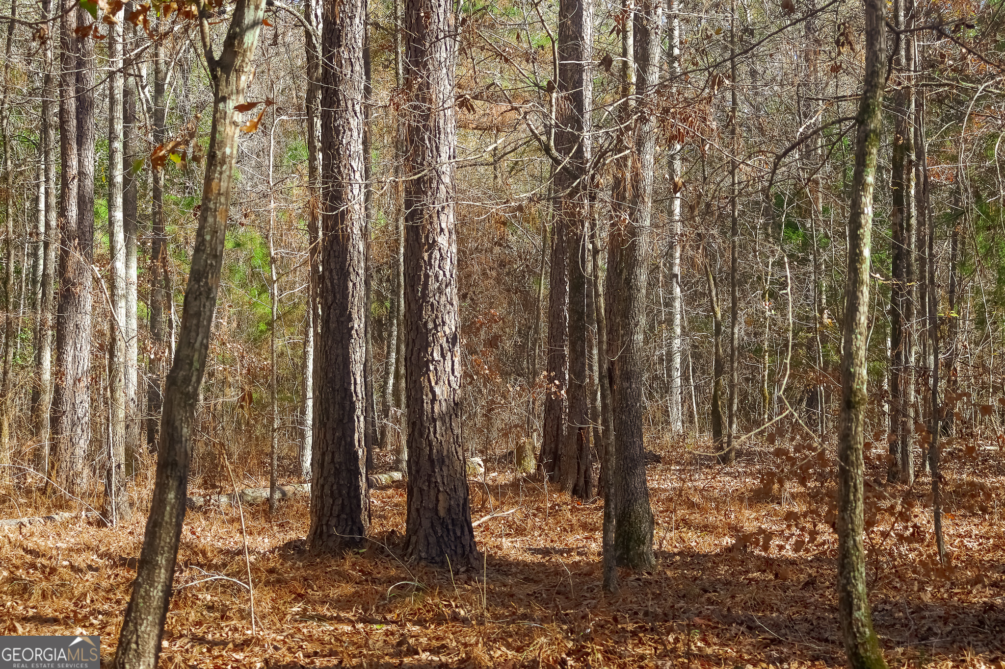 0 Limestone Road Cochran, GA 31014 - Photo 38 of 43 a view of a forest view