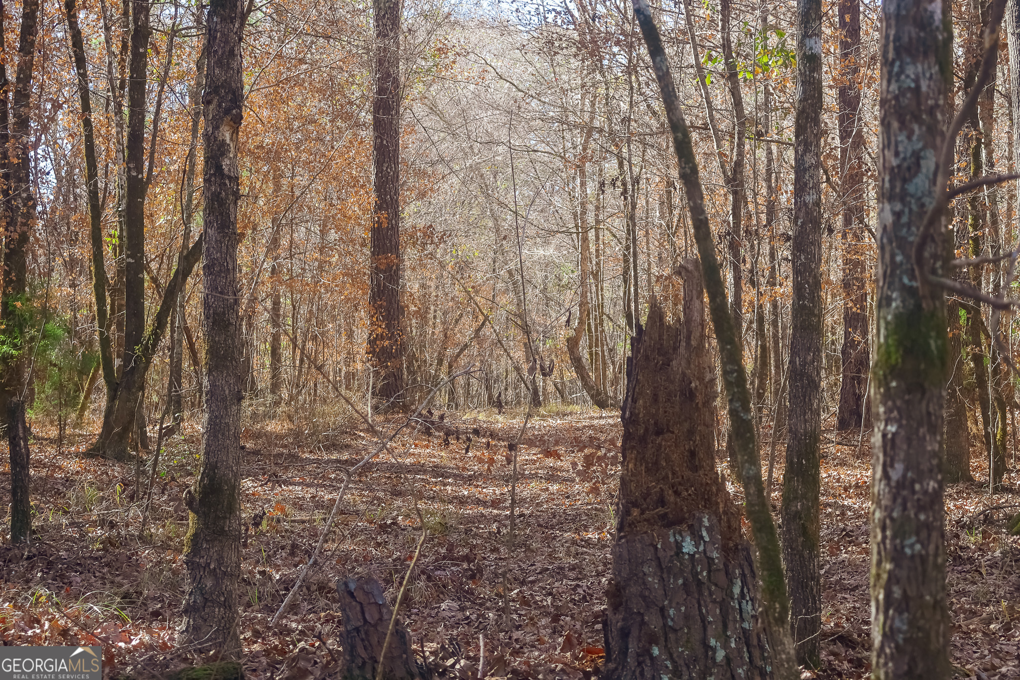 0 Limestone Road Cochran, GA 31014 - Photo 39 of 43 a view of trees with trees