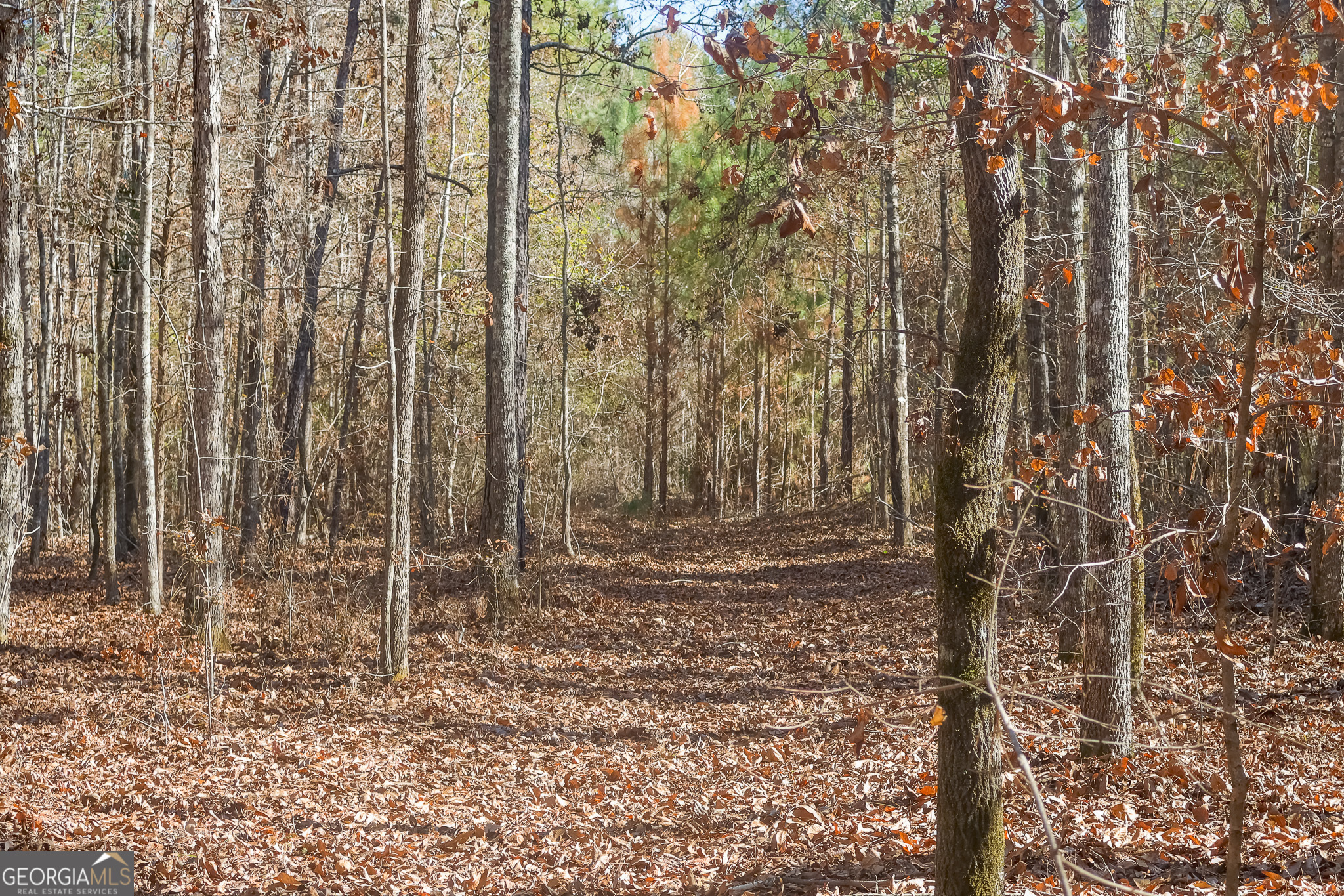 0 Limestone Road Cochran, GA 31014 - Photo 40 of 43 a view of a yard with large trees