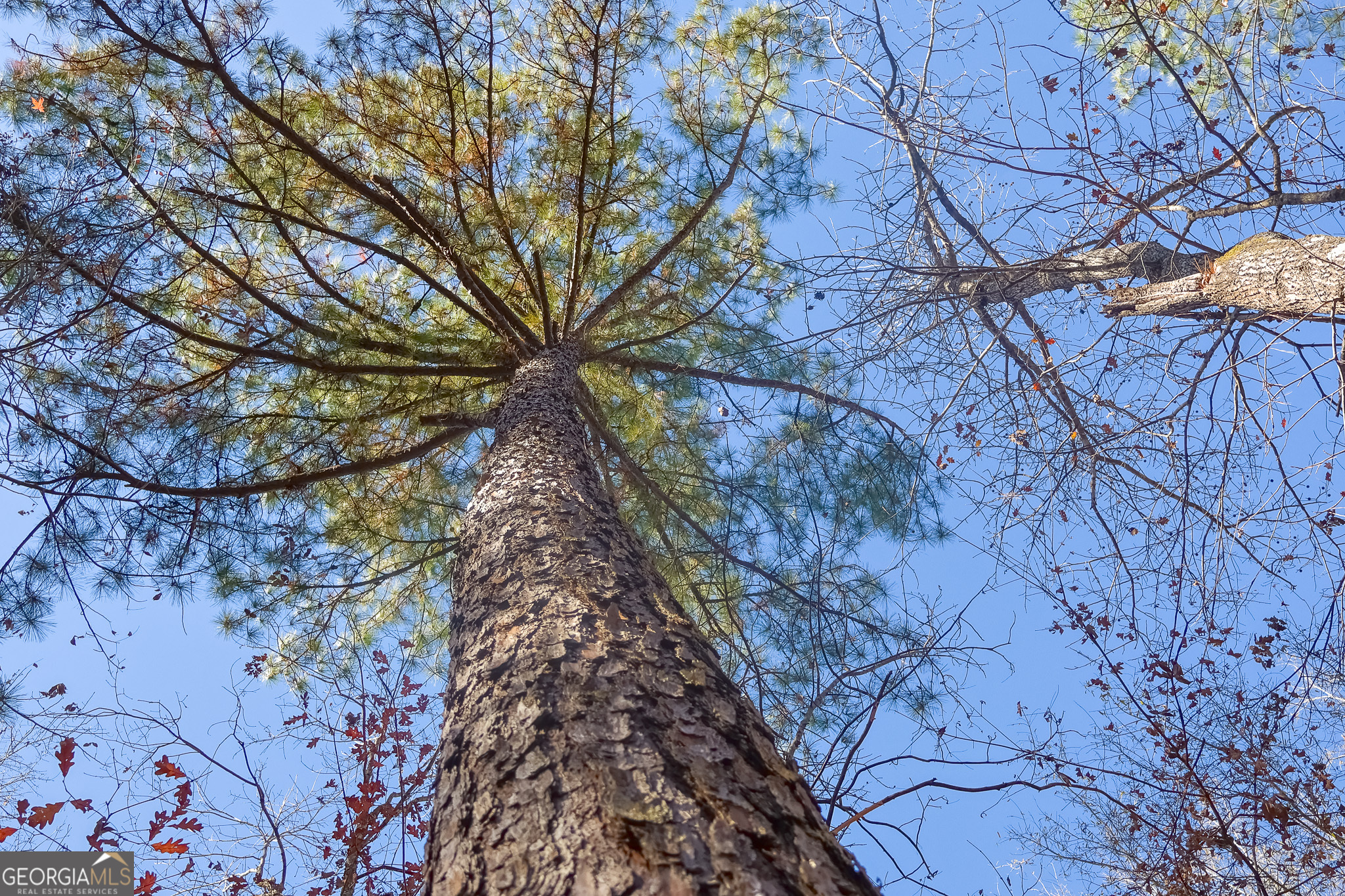 0 Limestone Road Cochran, GA 31014 - Photo 41 of 43 a backyard of a house with lots of green space