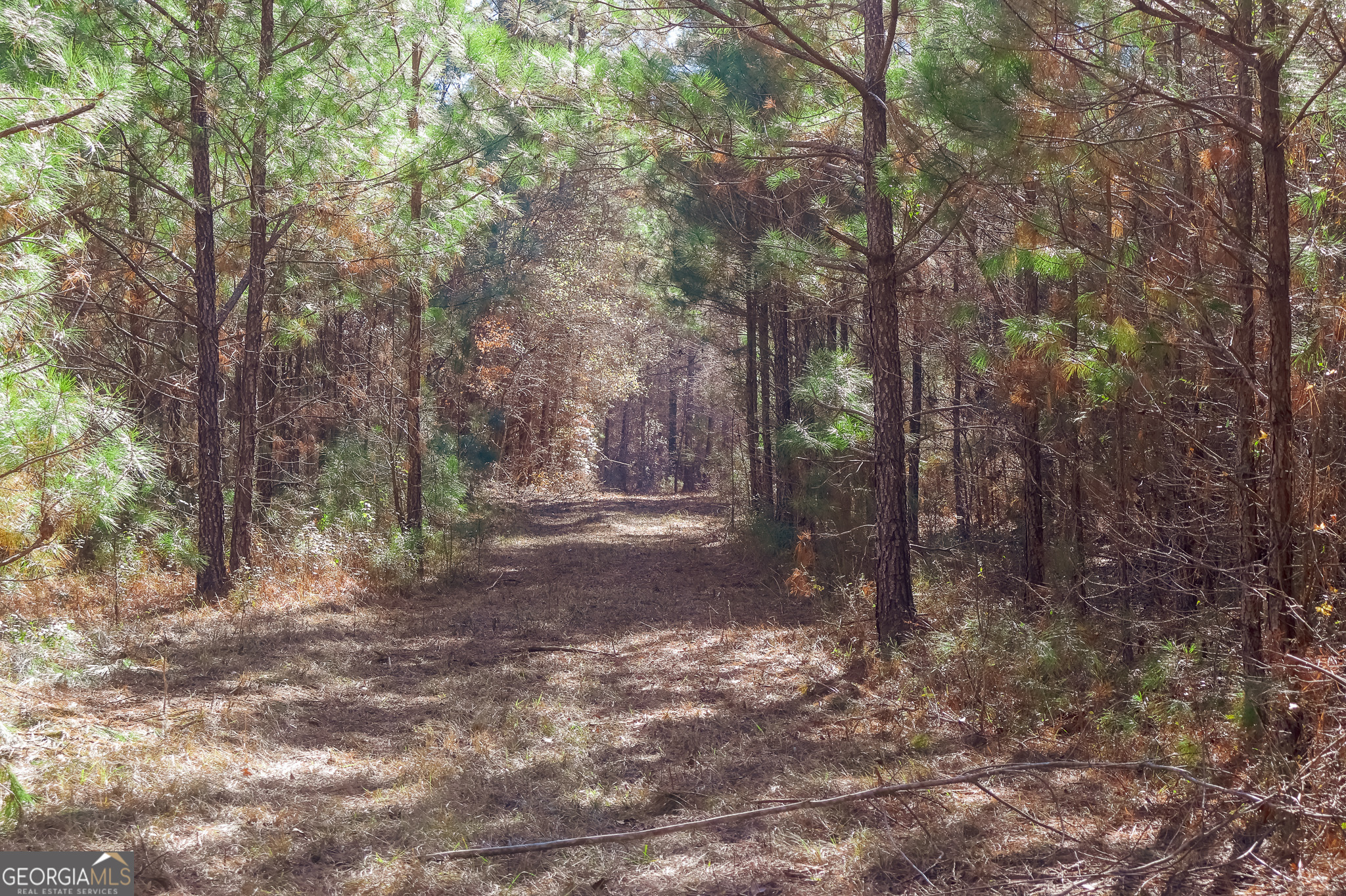 0 Limestone Road Cochran, GA 31014 - Photo 42 of 43 a view of a forest with trees in the background