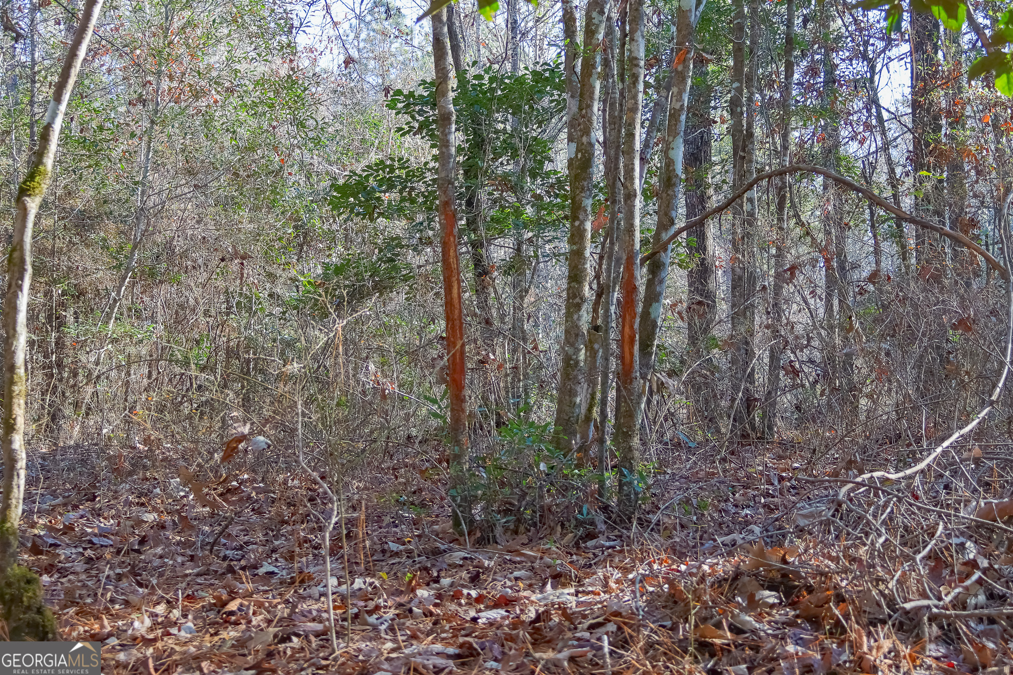 0 Limestone Road Cochran, GA 31014 - Photo 5 of 43 a view of a forest with lots of trees