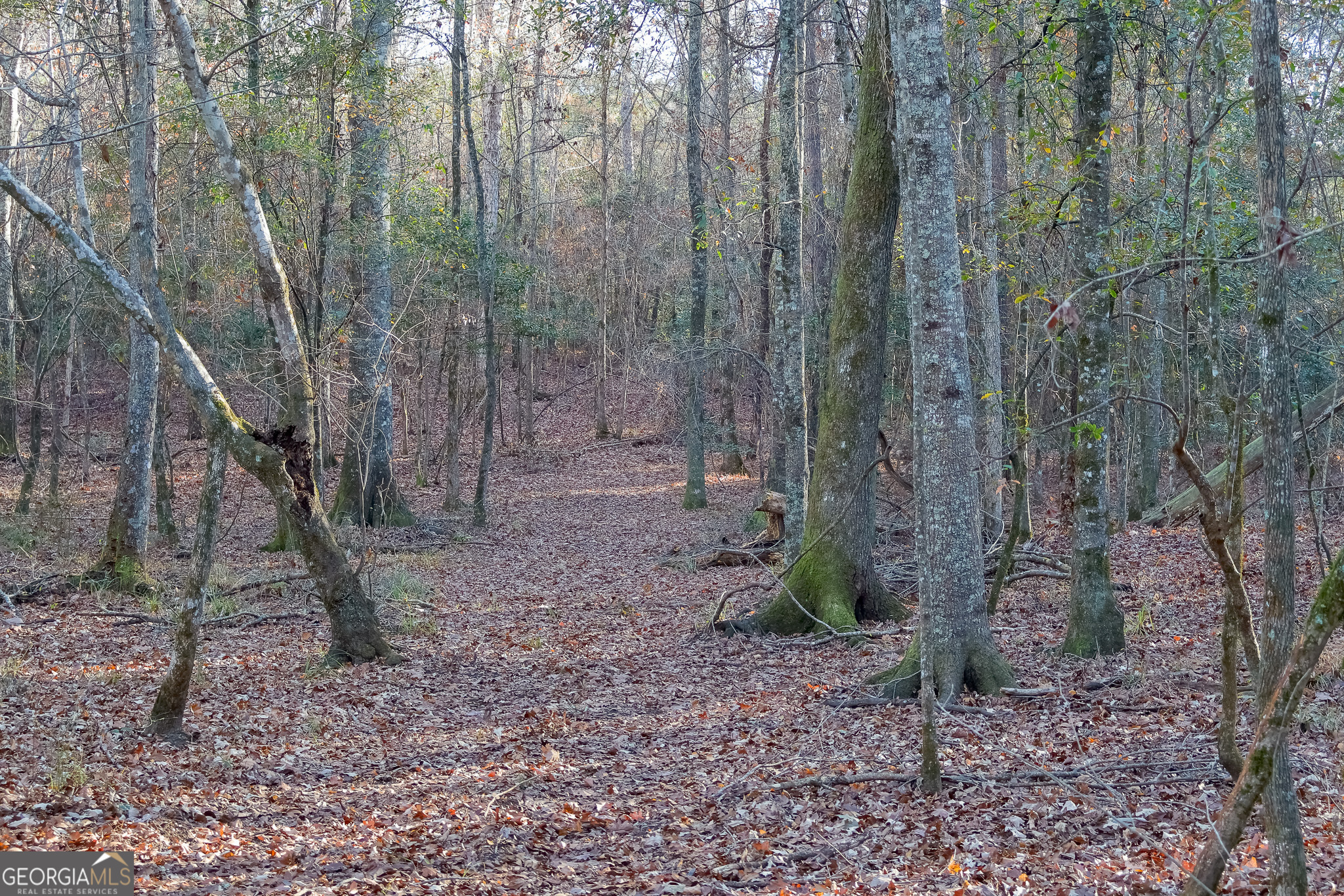 0 Limestone Road Cochran, GA 31014 - Photo 7 of 43 a view of a forest with trees in the background