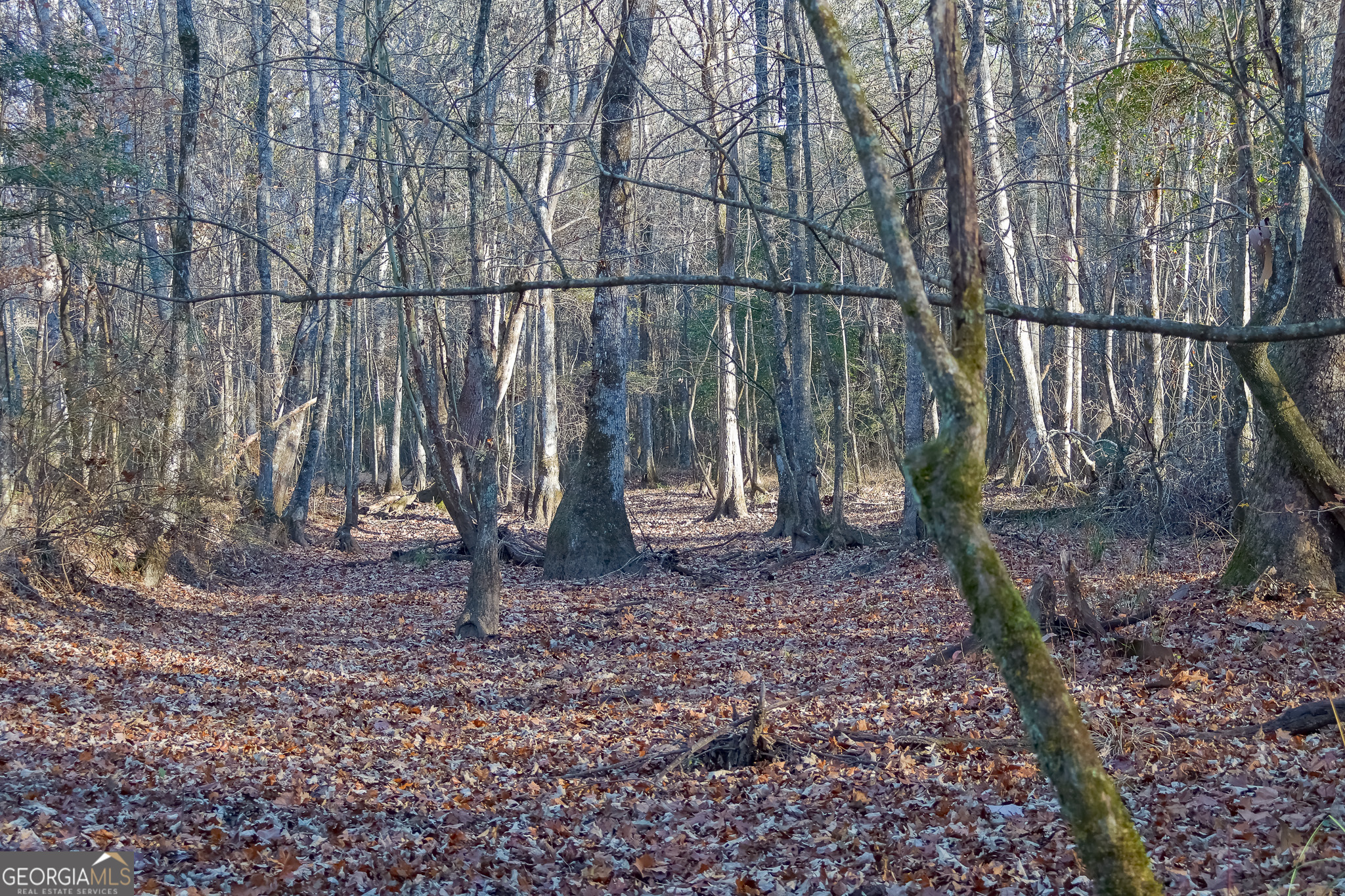 0 Limestone Road Cochran, GA 31014 - Photo 9 of 43 a backyard of a house with lots of green space