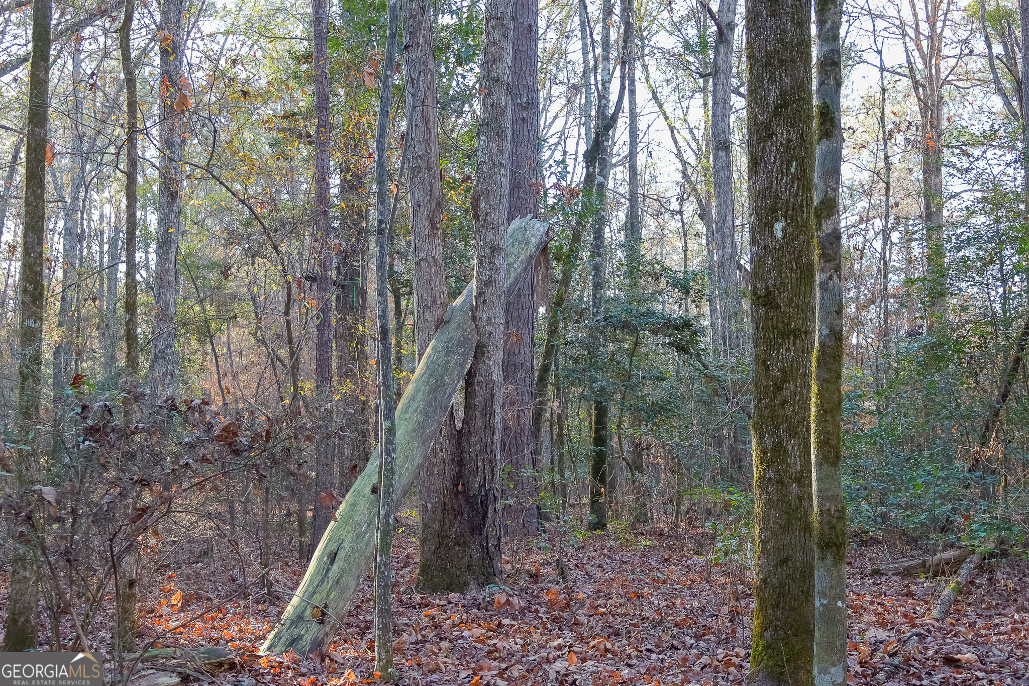 0 Limestone Road Cochran, GA 31014 - Photo 10 of 43 a view of a forest with large trees