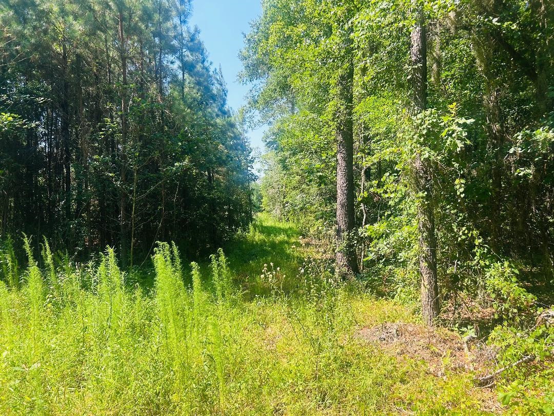 18.3-acres - Turkey Lane Kingstree, SC 29556 - Photo 9 of 9
