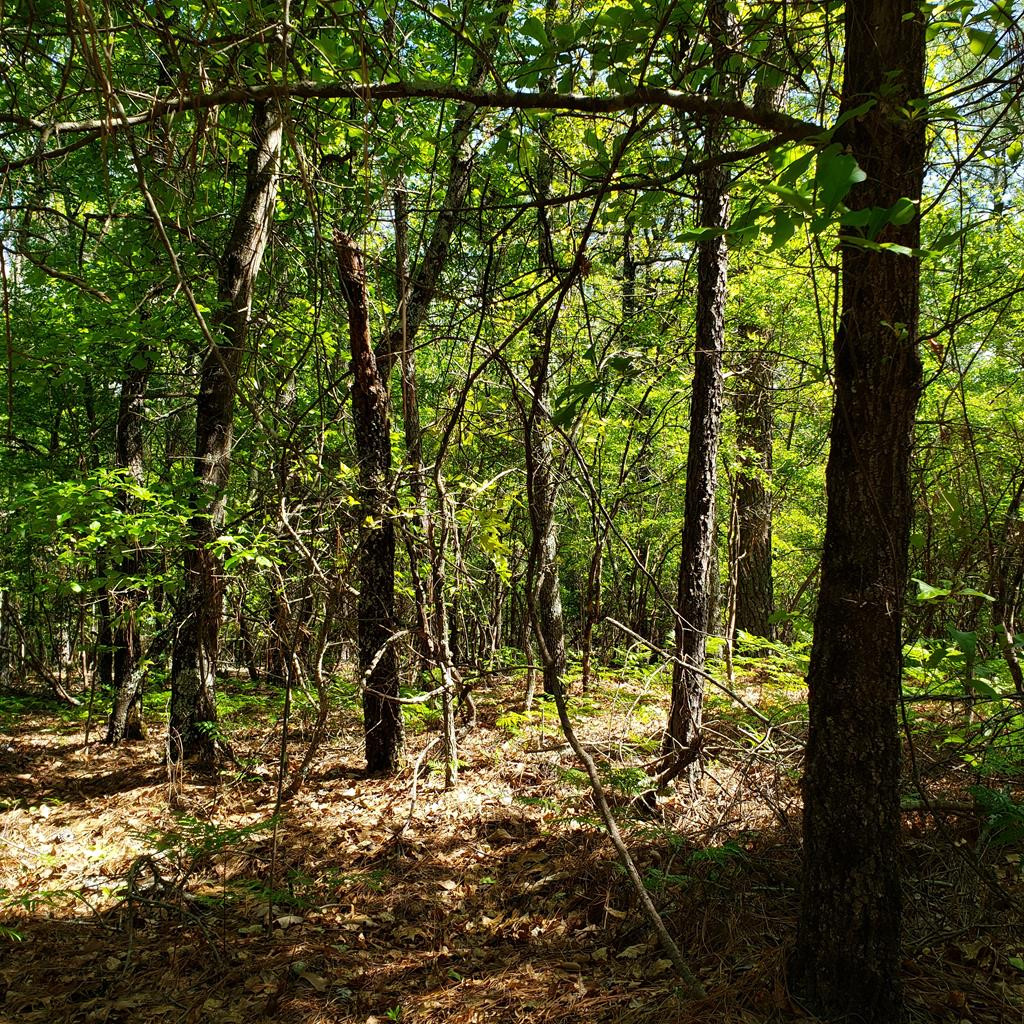 Tbd Salley Road Salley, SC 29137 - Photo 1 of 1