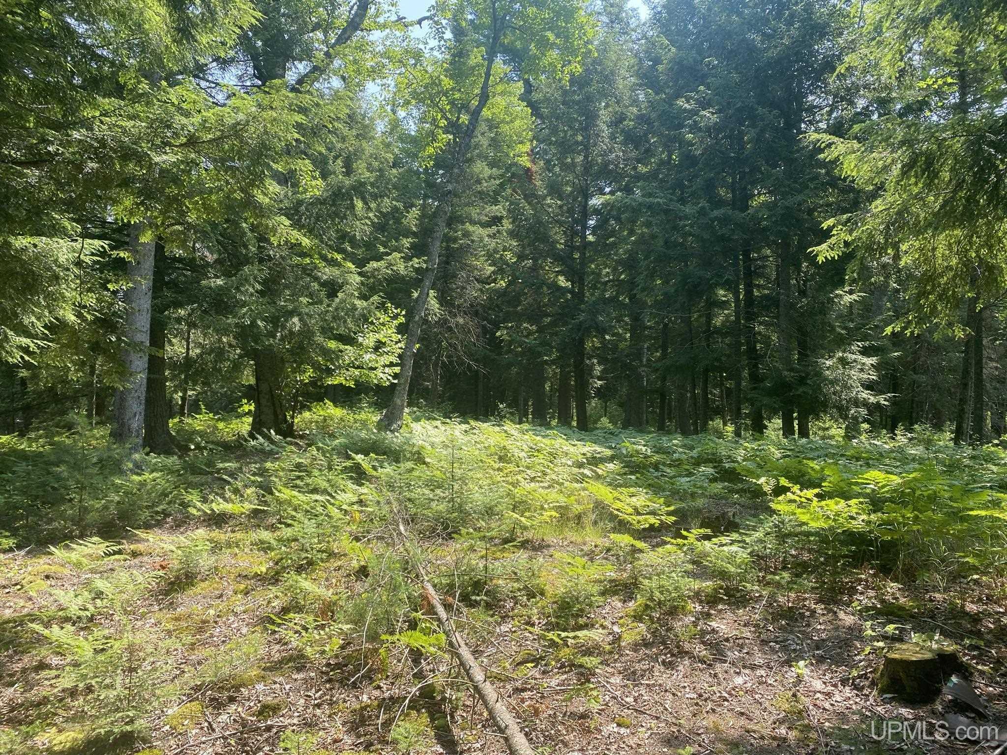 Tbd Tbd En-a-wen-da-win Road Watersmeet, MI 49969 - Photo 6 of 35