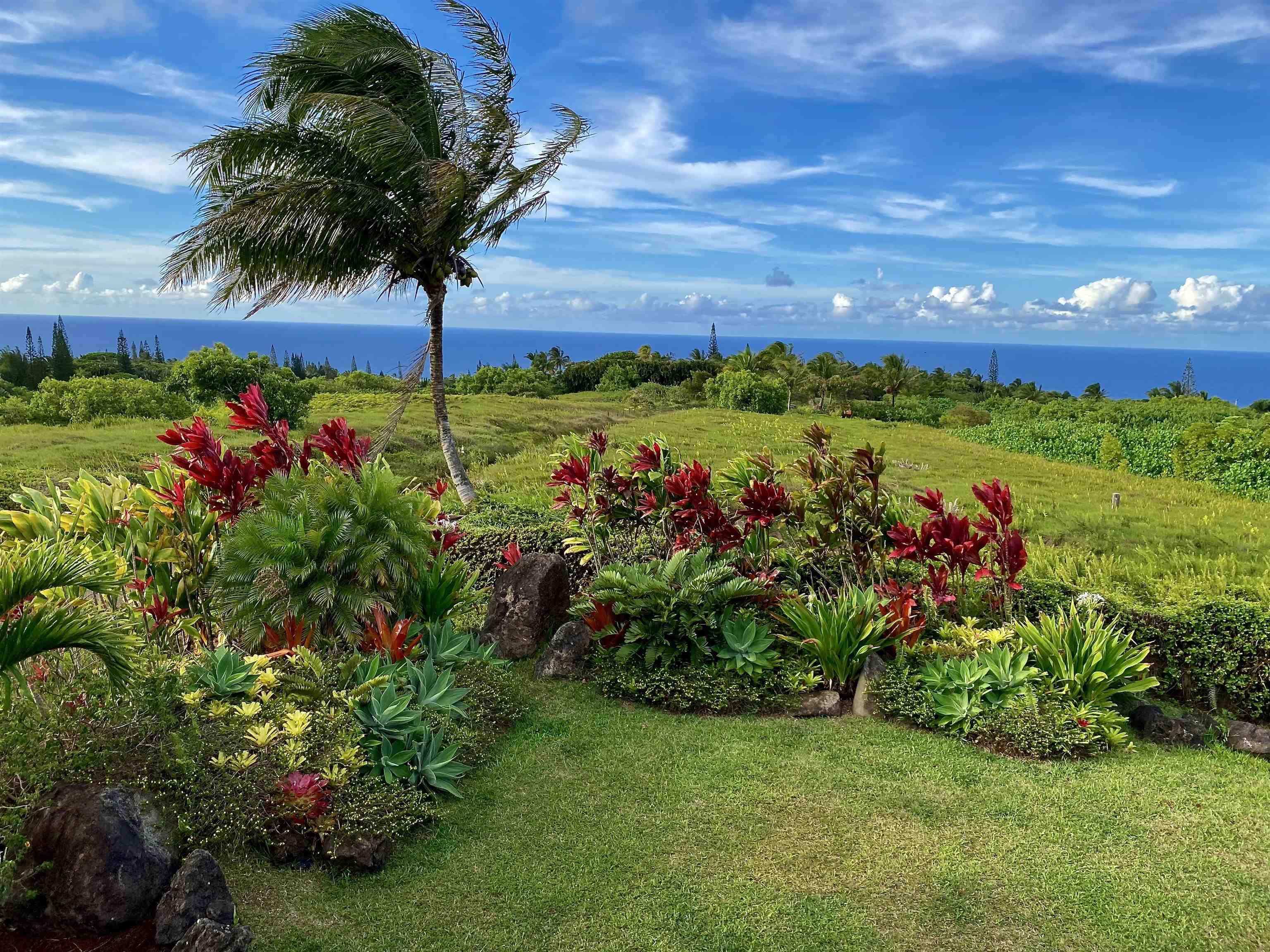 130 North Honokala Road Haiku, HI 96708 - Photo 5 of 30 a view of a garden with a tree