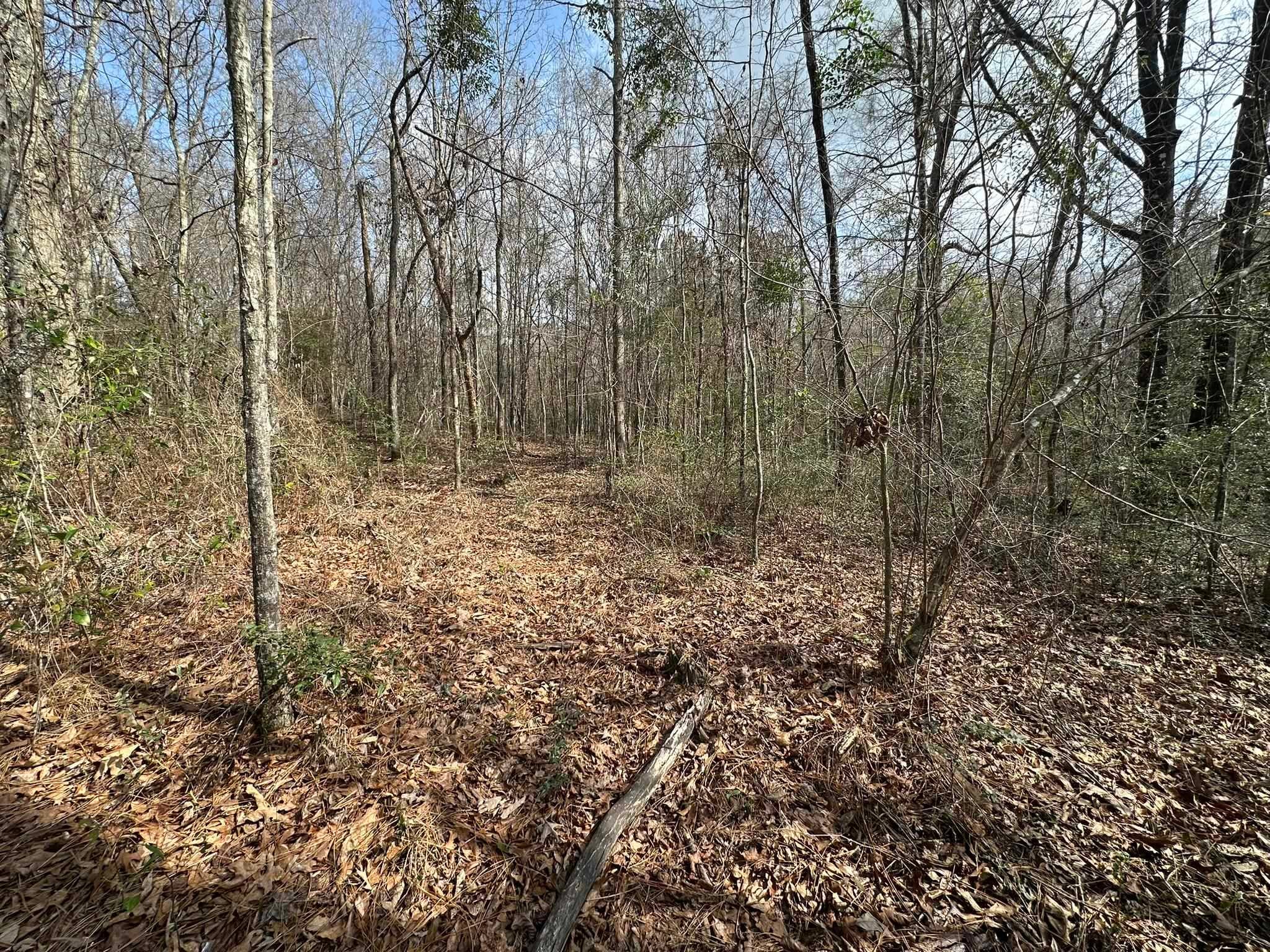 0 Piney Grove Road Opp, AL 36467 - Photo 13 of 20 Gallery Image 13