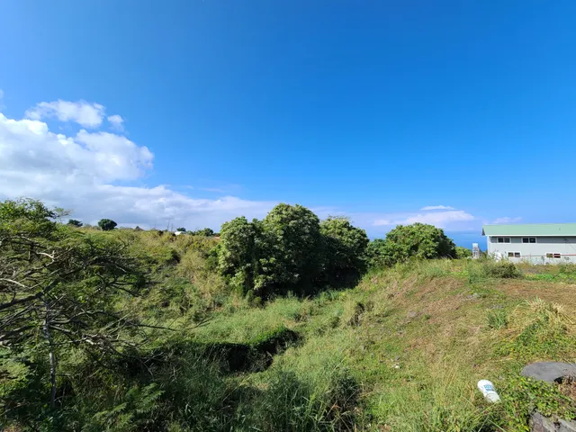 a view of a bunch of trees and bushes