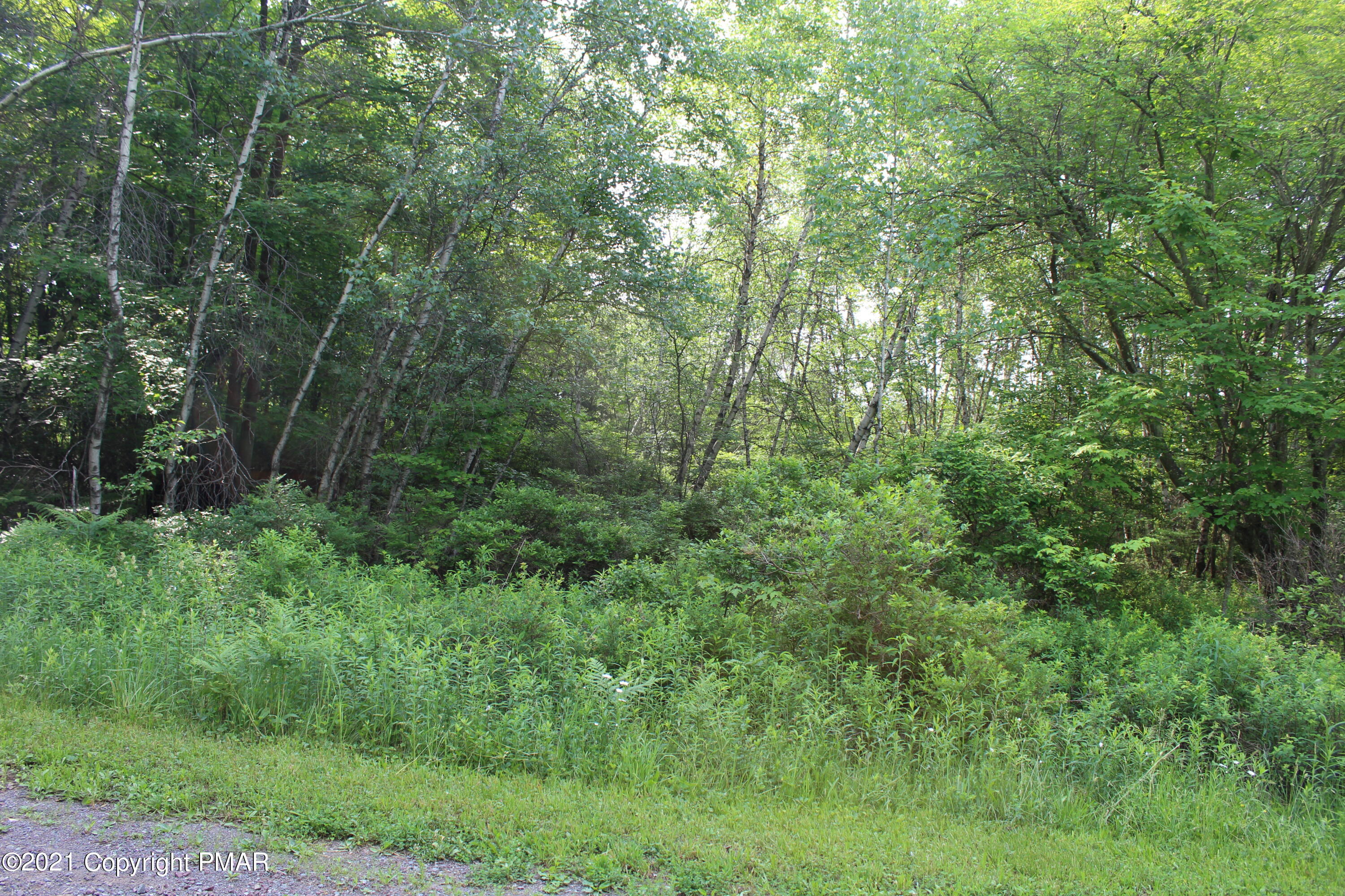 35 Lidio Road Blakeslee, PA 18610 - Photo 5 of 5 a view of a lush green forest