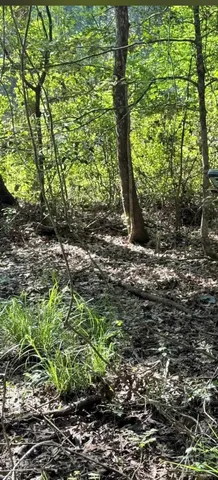 a plant is in between the forest