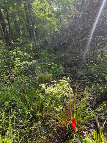 a view of a forest filled with trees