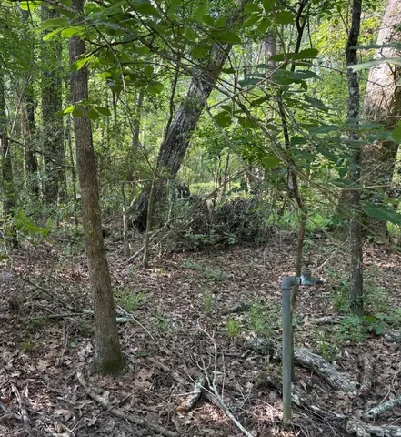 a view of a forest that has large trees