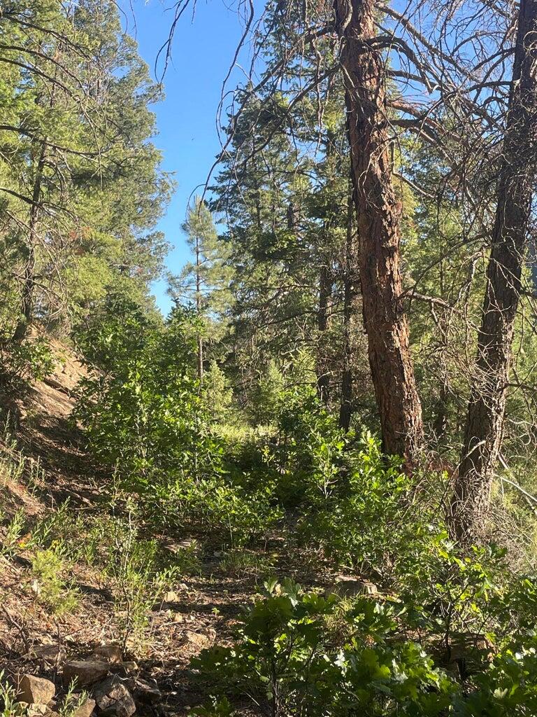 1 58p Road Sawpit, CO 81430 - Photo 21 of 34 20240523184812587614000000-o