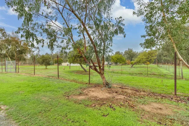 a view of a park with large trees