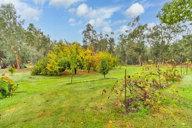 a view of a garden with a tree